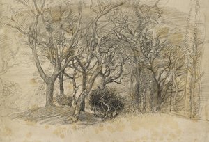 Ağaçların İncelenmesi, Clovelly Park, 1834 (soluk grimsi kağıt üzerinde siyah tebeşir)